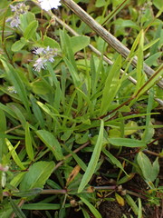 Heliosperma alpestre
