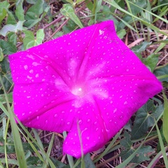 Ipomoea elongata