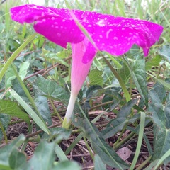 Ipomoea elongata