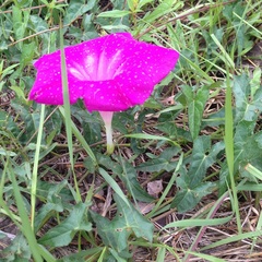 Ipomoea elongata