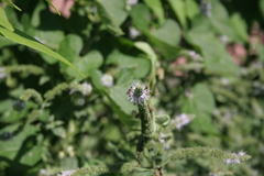 Halictus
