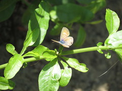 Leptotes marina