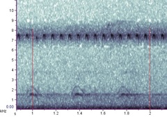 Anaxipha tinnulacita