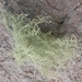 Straw Beard Lichen - Photo (c) c michael hogan, some rights reserved (CC BY-NC-SA), uploaded by c michael hogan