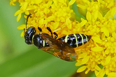 Philanthus lepidus