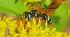 Philanthus lepidus