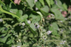 Halictus