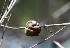 Disholcaspis spongiosa