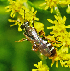 Perdita octomaculata