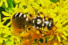 Perdita octomaculata