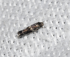 Elachista illectella
