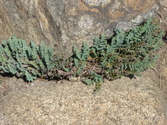 Pellaea bridgesii