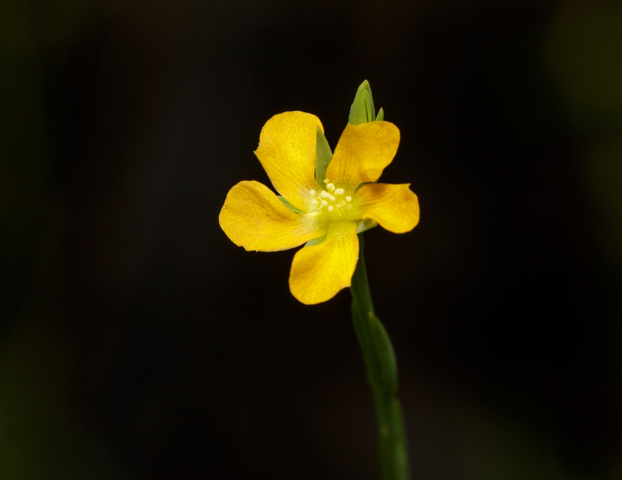 Hypericum drummondii