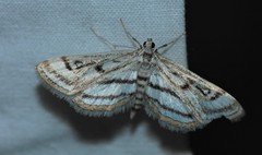 Parapoynx badiusalis