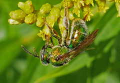Augochloropsis viridula