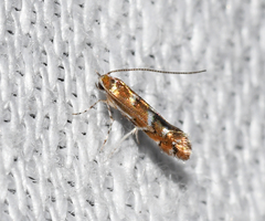 Phyllonorycter auronitens