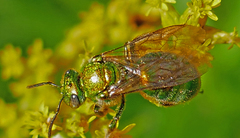 Augochloropsis viridula