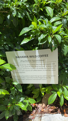 Psychotria ligustrifolia