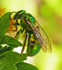 Augochloropsis viridula