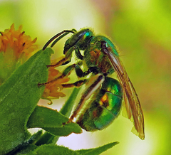 Augochloropsis viridula