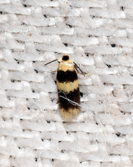 Stigmella nigriverticella