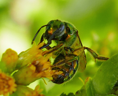 Augochloropsis viridula