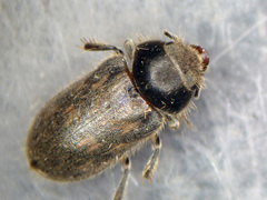 Heterocerus fenestratus