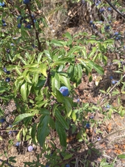 Prunus spinosa