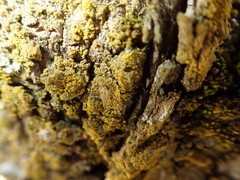 Candelariella xanthostigma