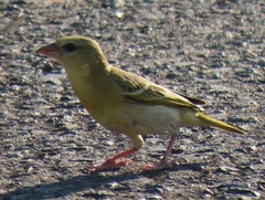 Ploceus velatus