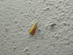 Schoenobiinae