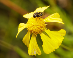 Acmaeodera mixta
