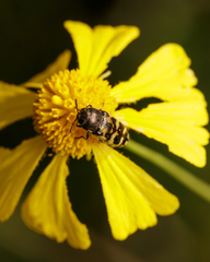 Acmaeodera mixta