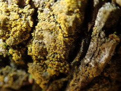 Candelariella xanthostigma