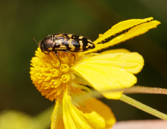 Acmaeodera mixta
