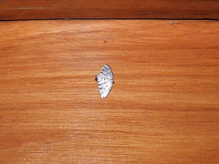Pycnarmon virgatalis