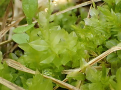 Plagiomnium ellipticum