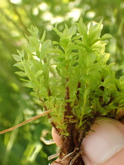 Plagiomnium ellipticum