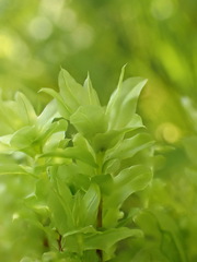 Plagiomnium ellipticum