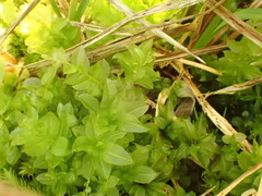 Plagiomnium ellipticum