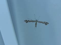 Amblyptilia pica
