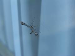 Amblyptilia pica