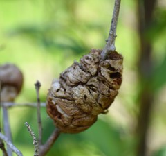 Disholcaspis spongiosa