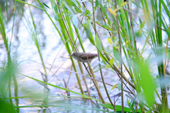 Acrocephalus palustris