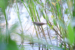 Acrocephalus palustris