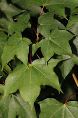 Acer pictum