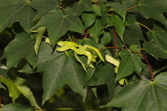 Acer pictum