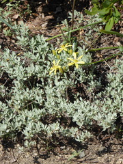 Triteleia ixioides anilina