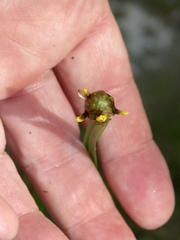 Xyris laxifolia iridifolia