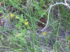 Microseris nutans